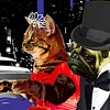 Friends of Animal Rescue cruise