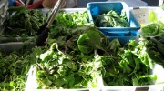 Greenmarket coming to BPC