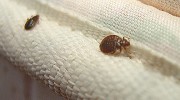 Battery Park City Bed Bugs registered