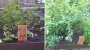 P.S. 276 Community Garden Battery Park City