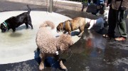 Battery Park City Annual Pet Parade