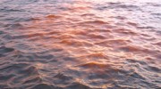 Red Tide Found in New York Harbor