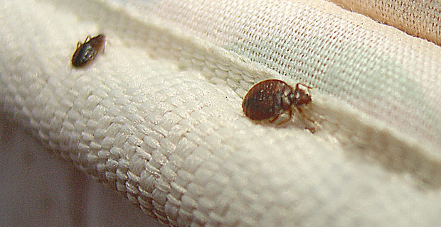 Battery Park City Bed Bugs registered 