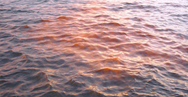 Red Tide Found in New York Harbor 